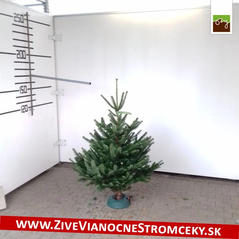Živý vianočný stromček - Normandská Jedľa A-Kategórie výška 125 - 150cm