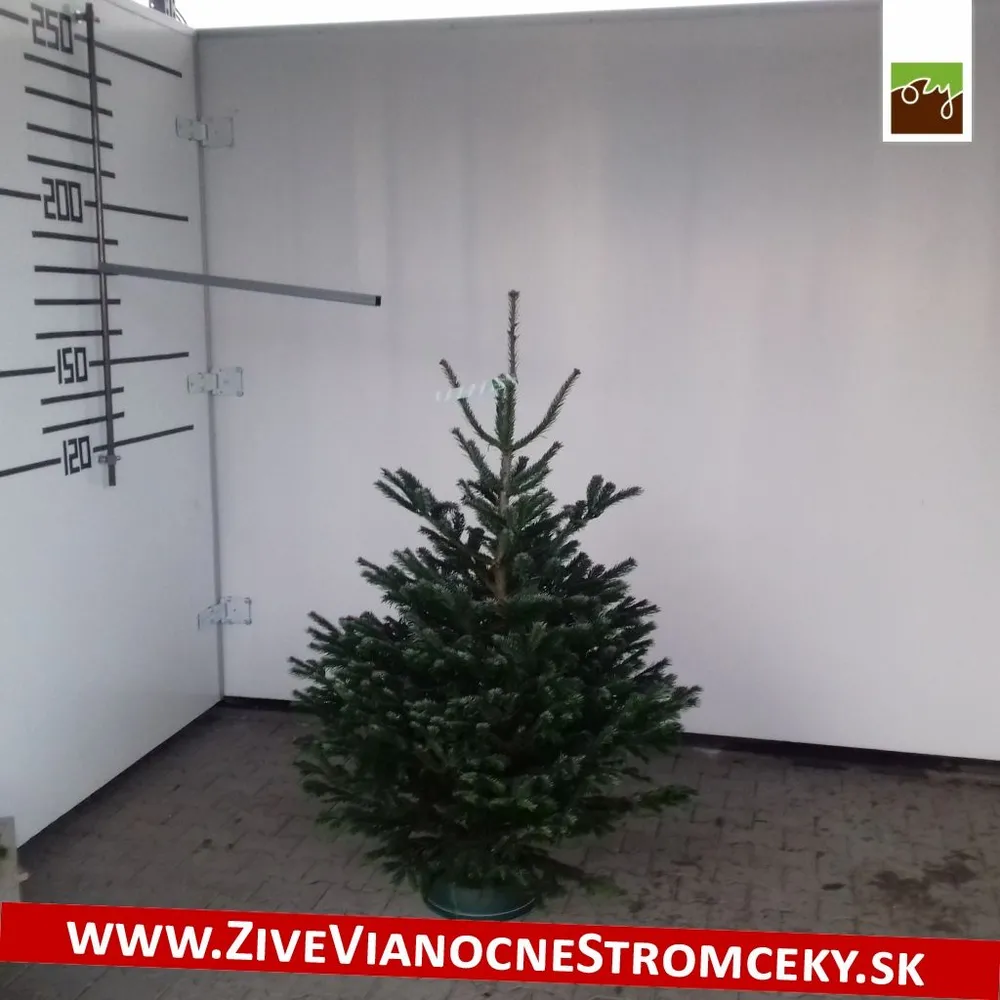Živý vianočný stromček - Normandská Jedľa B-Kategórie výška 125 - 150cm