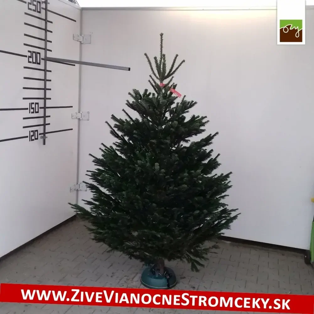 Živý vianočný stromček - Normandská Jedľa EXCLUSIVE výška 175 - 200cm