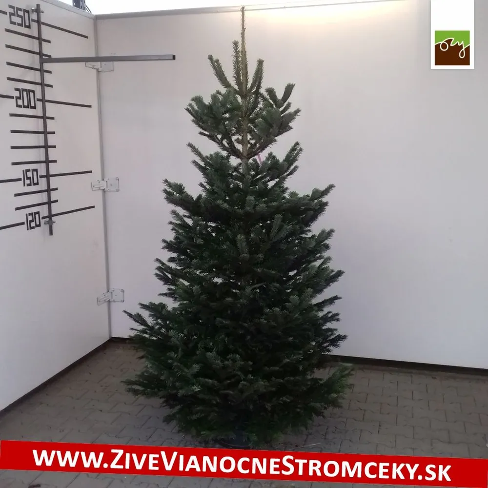 Živý vianočný stromček - Normandská Jedľa EXCLUSIVE výška 200 - 225cm