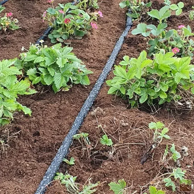 Hadica rosnička  1/2" - 50 m