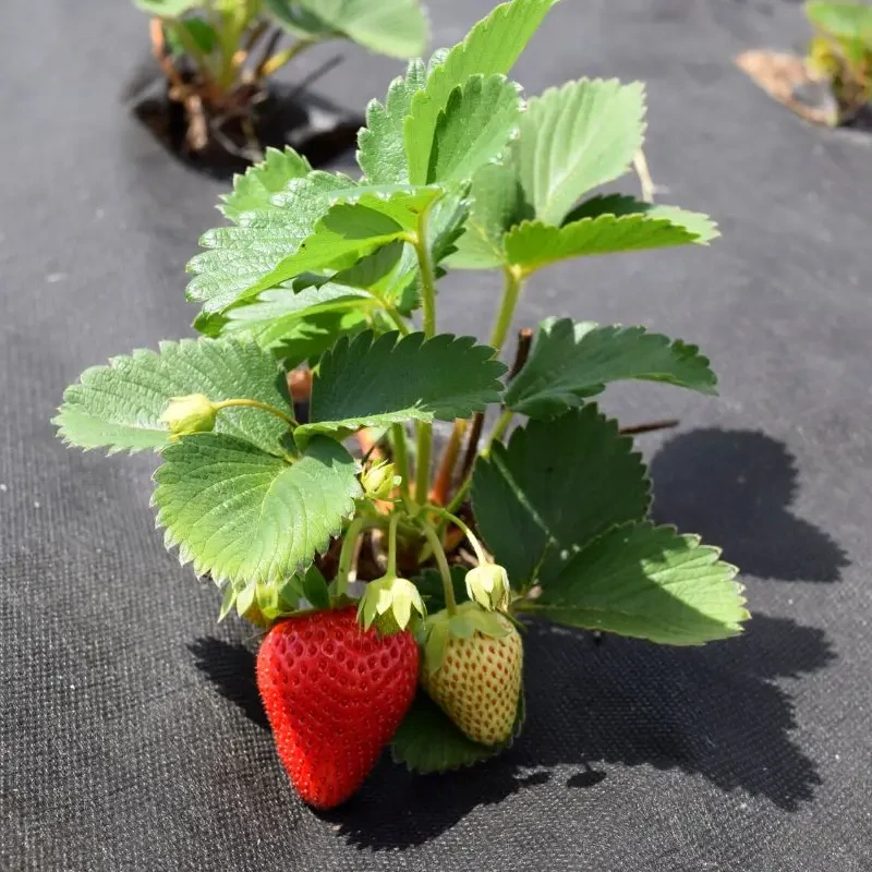 Netkaná textília čierna 50g/m2 | 1,6x100m | 160m2