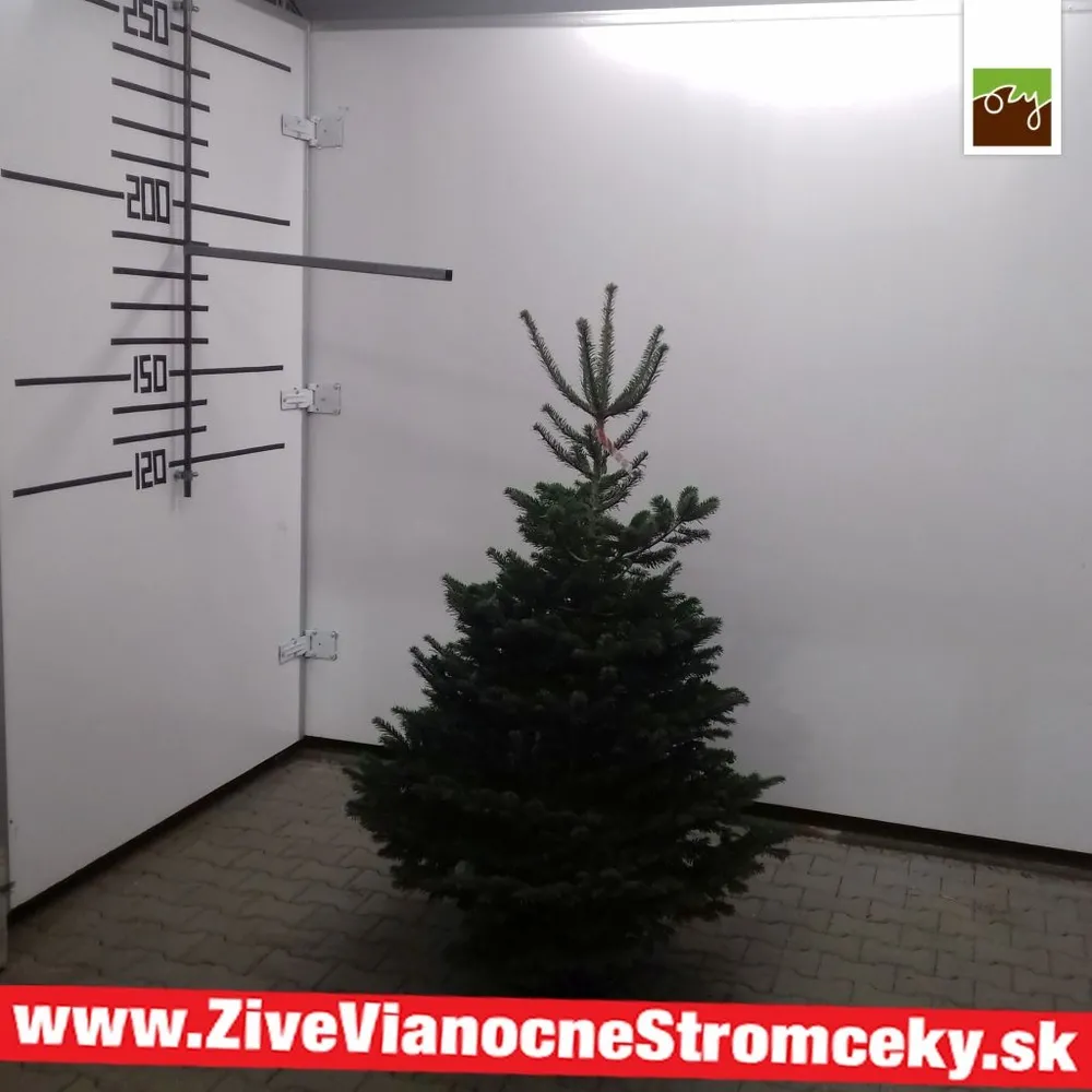 Živý vianočný stromček - Normandská Jedľa B-Kategórie výška 175 - 200cm