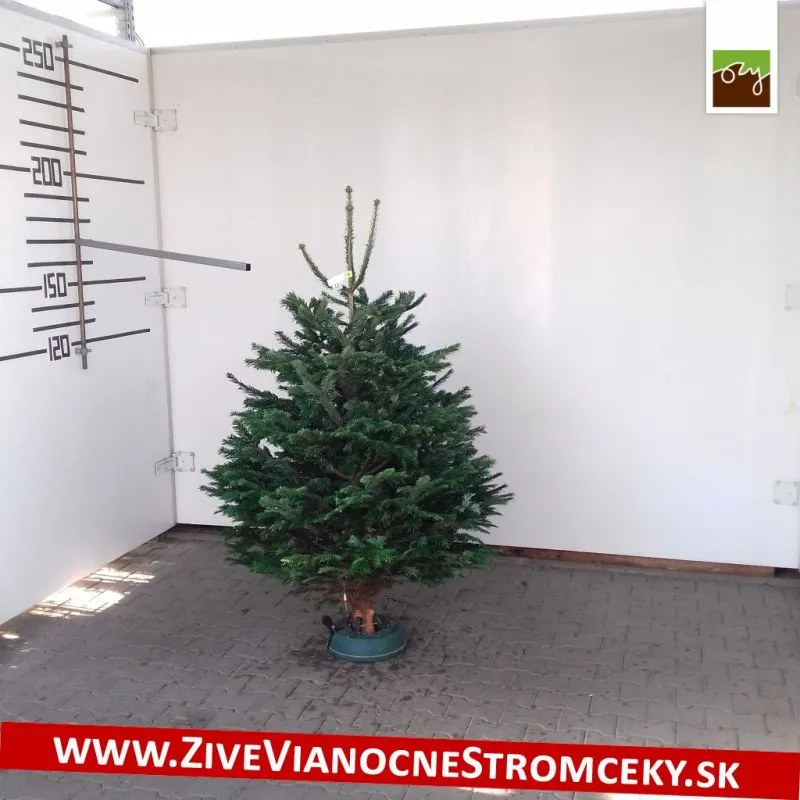 Živý vianočný stromček - Normandská Jedľa A-Kategórie výška 150 - 175cm