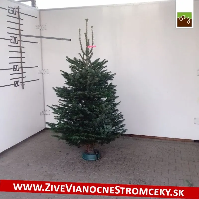 Živý vianočný stromček - Normandská Jedľa A-Kategórie výška 200 - 225cm