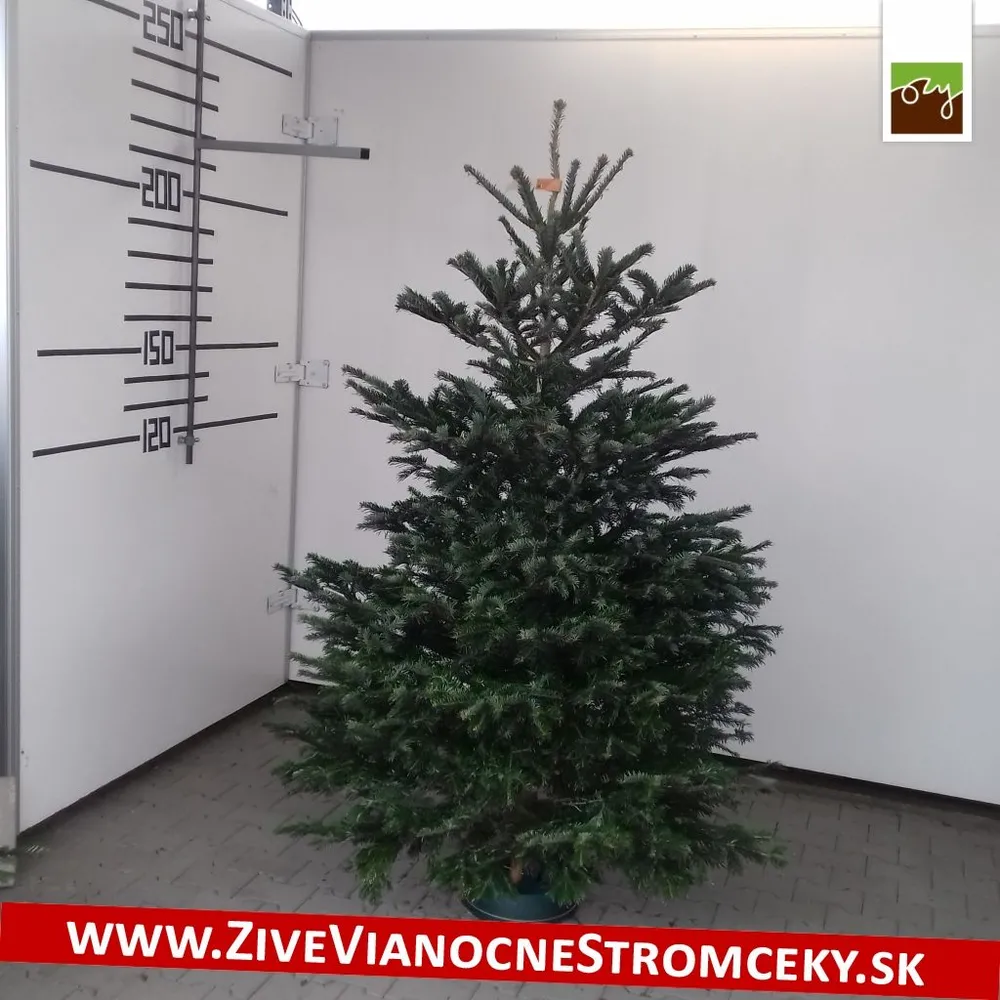 Živý vianočný stromček - Normandská Jedľa A-Kategórie výška 225 - 250cm