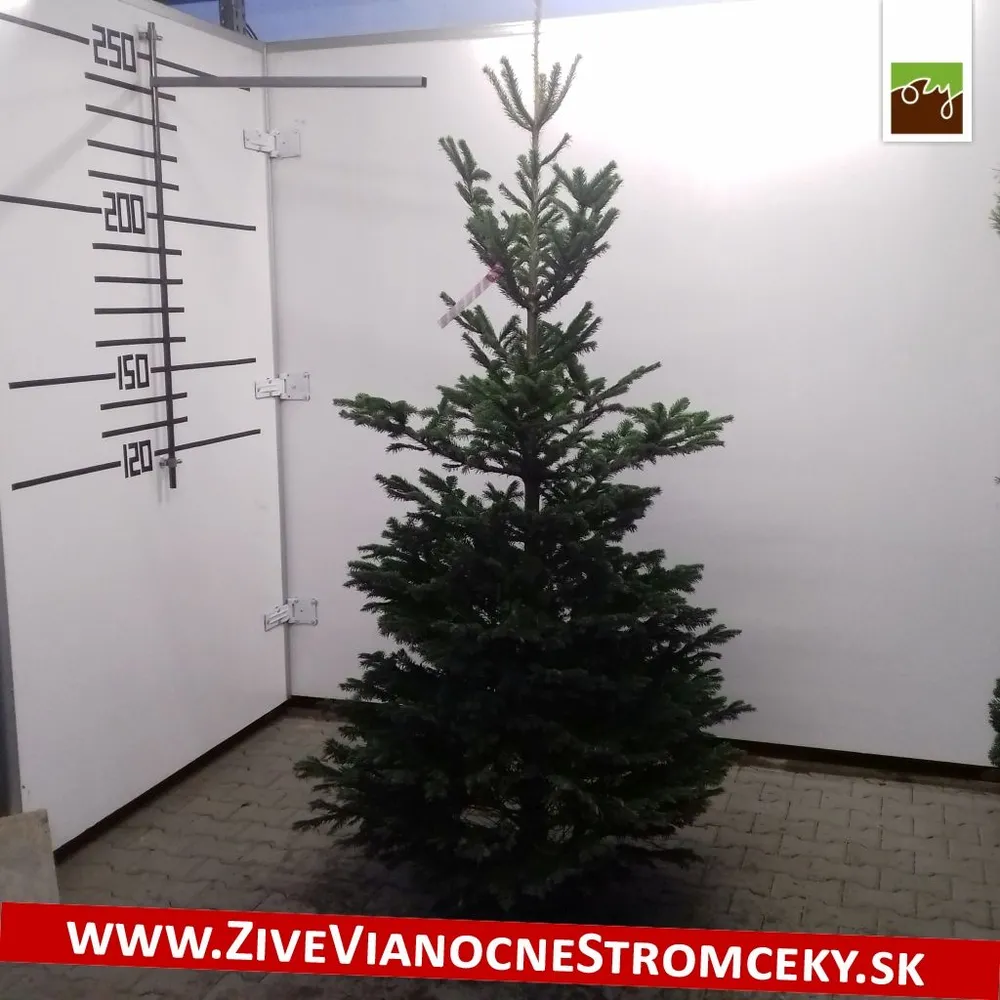 Živý vianočný stromček - Normandská Jedľa B-Kategórie výška 200 - 225cm