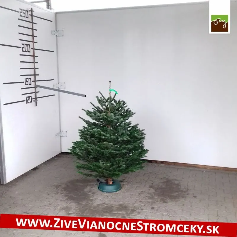 Živý vianočný stromček - Normandská Jedľa A-Kategórie výška 125 - 150cm
