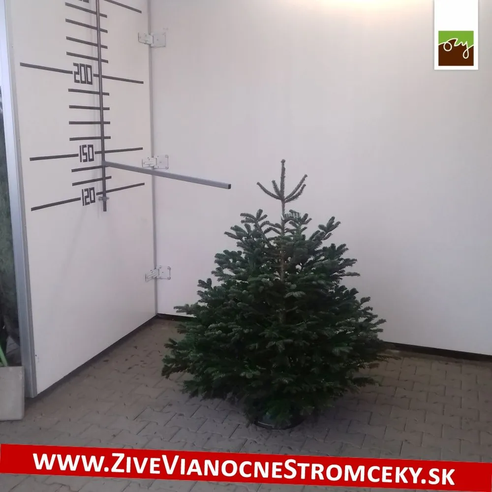 Živý vianočný stromček - Normandská Jedľa B-Kategórie výška 125 - 150cm