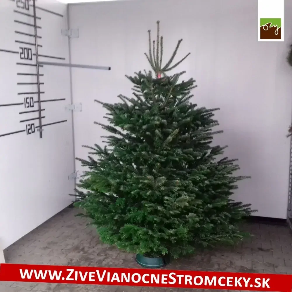 Živý vianočný stromček - Normandská Jedľa EXCLUSIVE výška 175 - 200cm