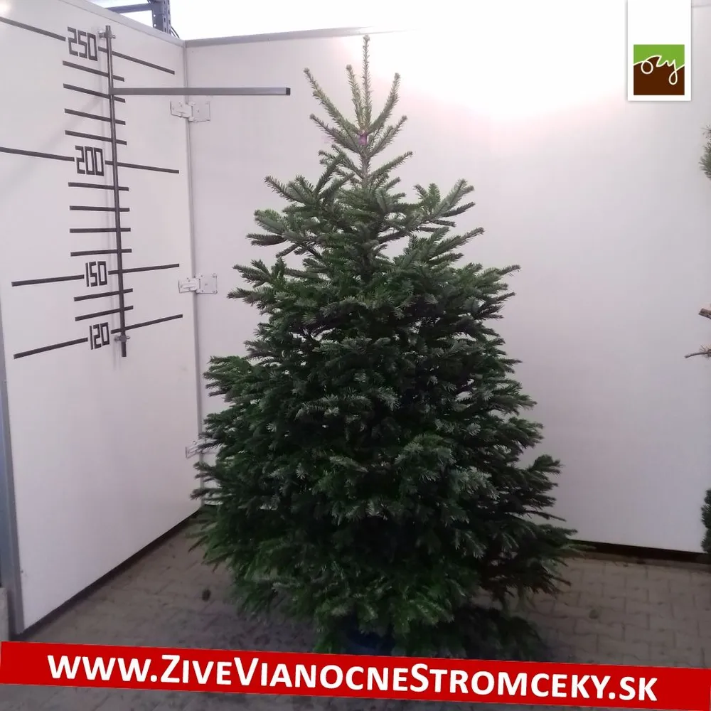 Živý vianočný stromček - Normandská Jedľa EXCLUSIVE výška 200 - 225cm