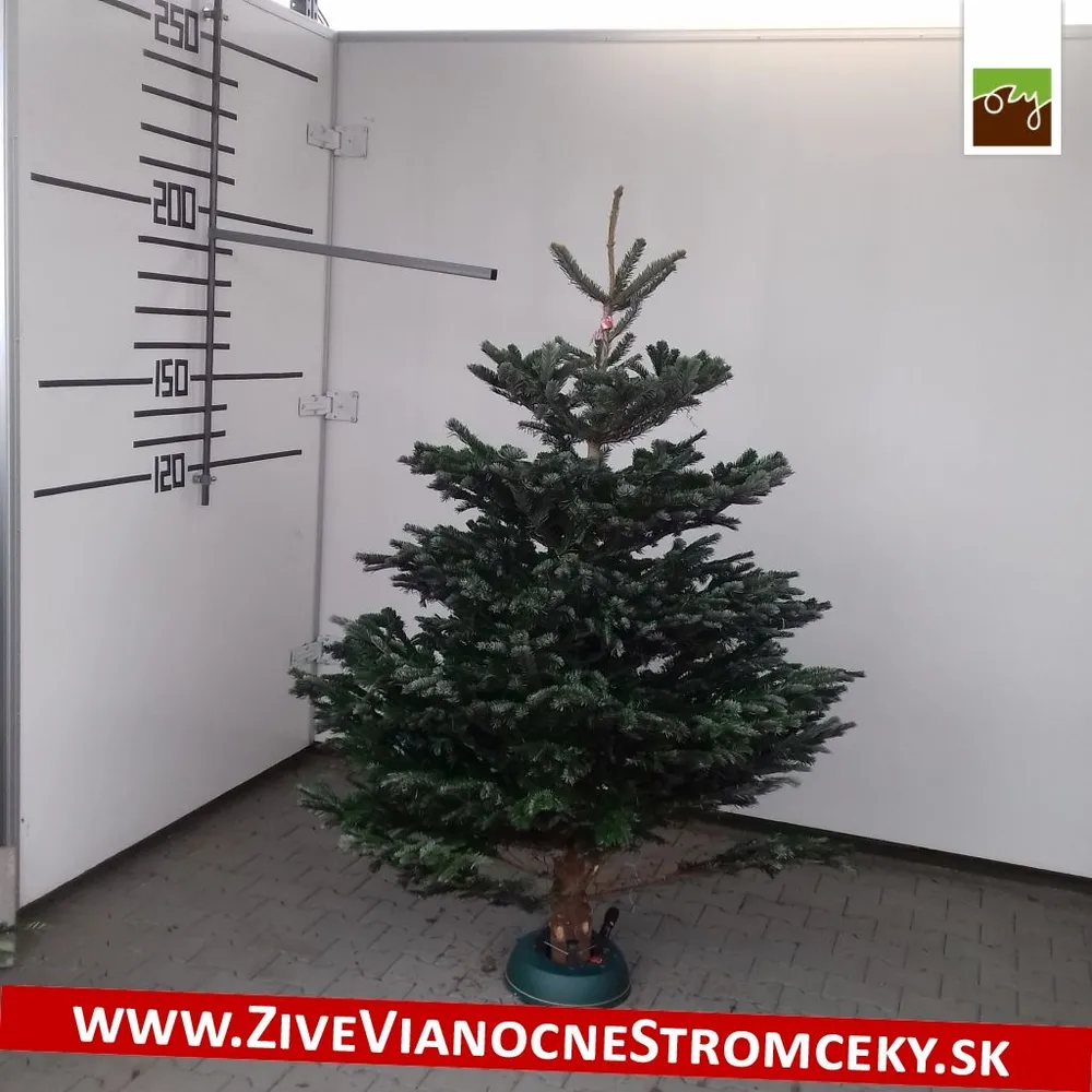 Živý vianočný stromček - Normandská Jedľa B-Kategórie výška 175 - 200cm