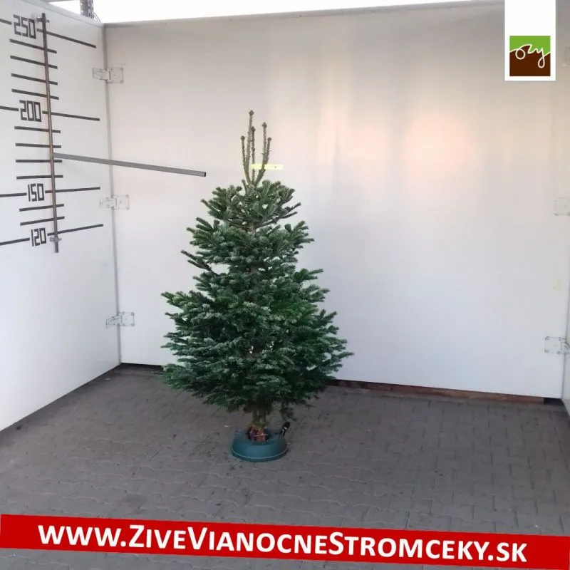 Živý vianočný stromček - Normandská Jedľa A-Kategórie výška 150 - 175cm