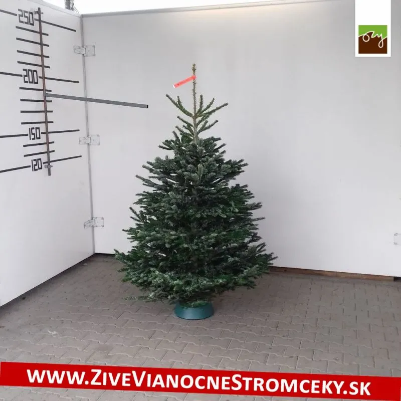 Živý vianočný stromček - Normandská Jedľa A-Kategórie výška 175 - 200cm