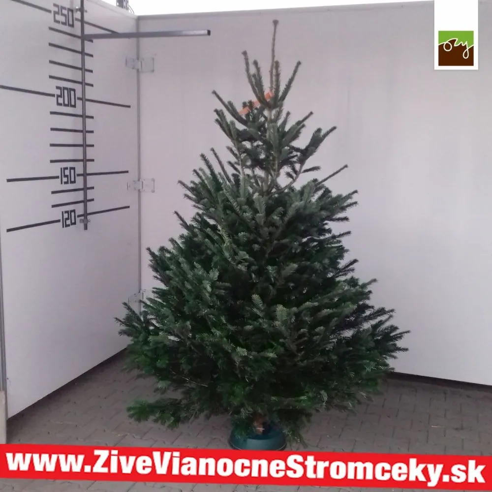 Živý vianočný stromček - Normandská Jedľa A-Kategórie výška 225 - 250cm