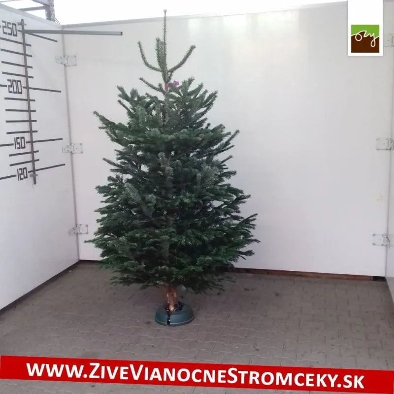 Živý vianočný stromček - Normandská Jedľa A-Kategórie výška 250 - 275cm