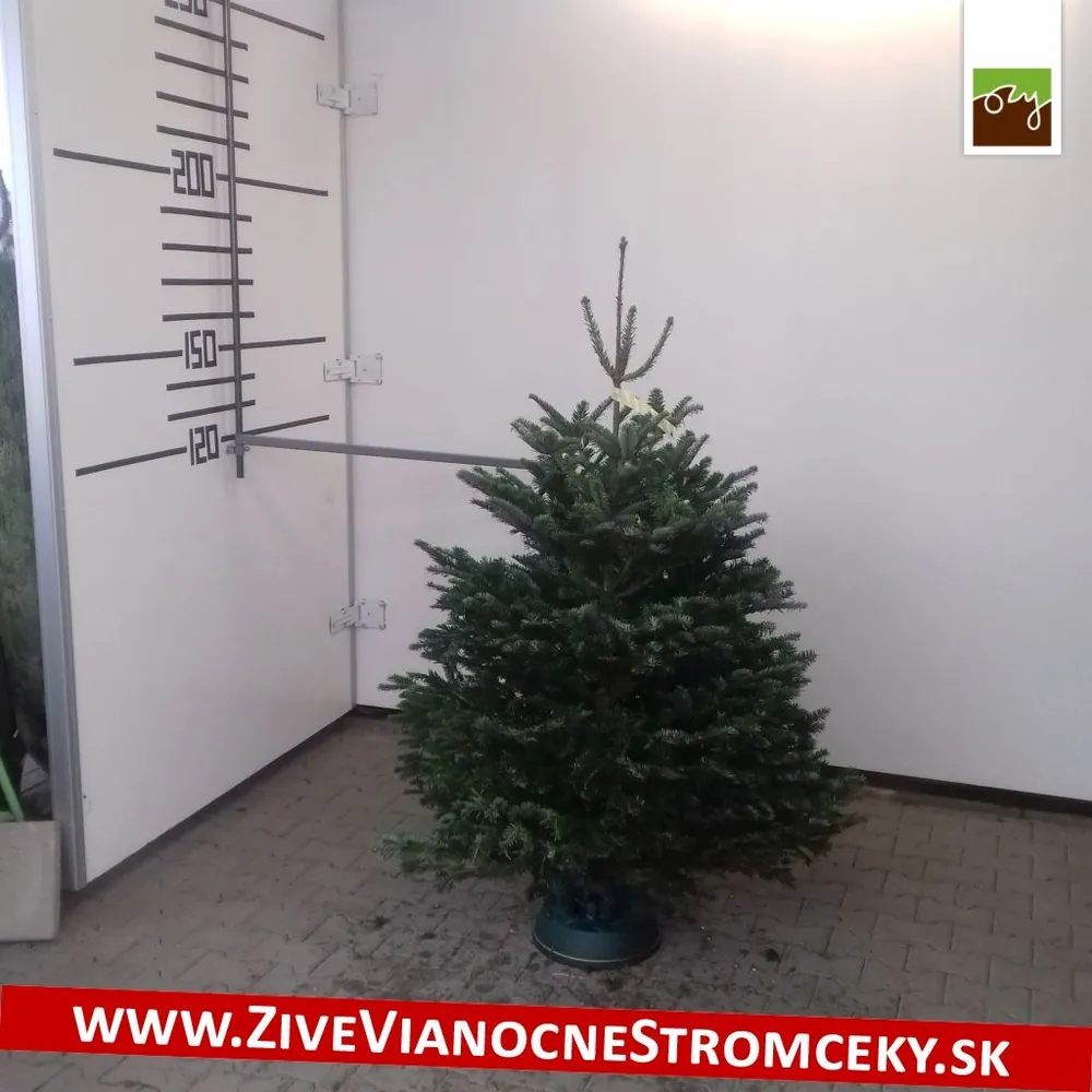 Živý vianočný stromček - Normandská Jedľa B-Kategórie výška 150 - 175cm