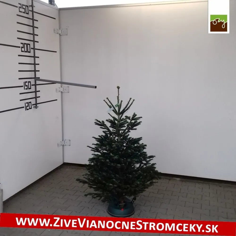 Živý vianočný stromček - Normandská Jedľa A-Kategórie výška 125 - 150cm