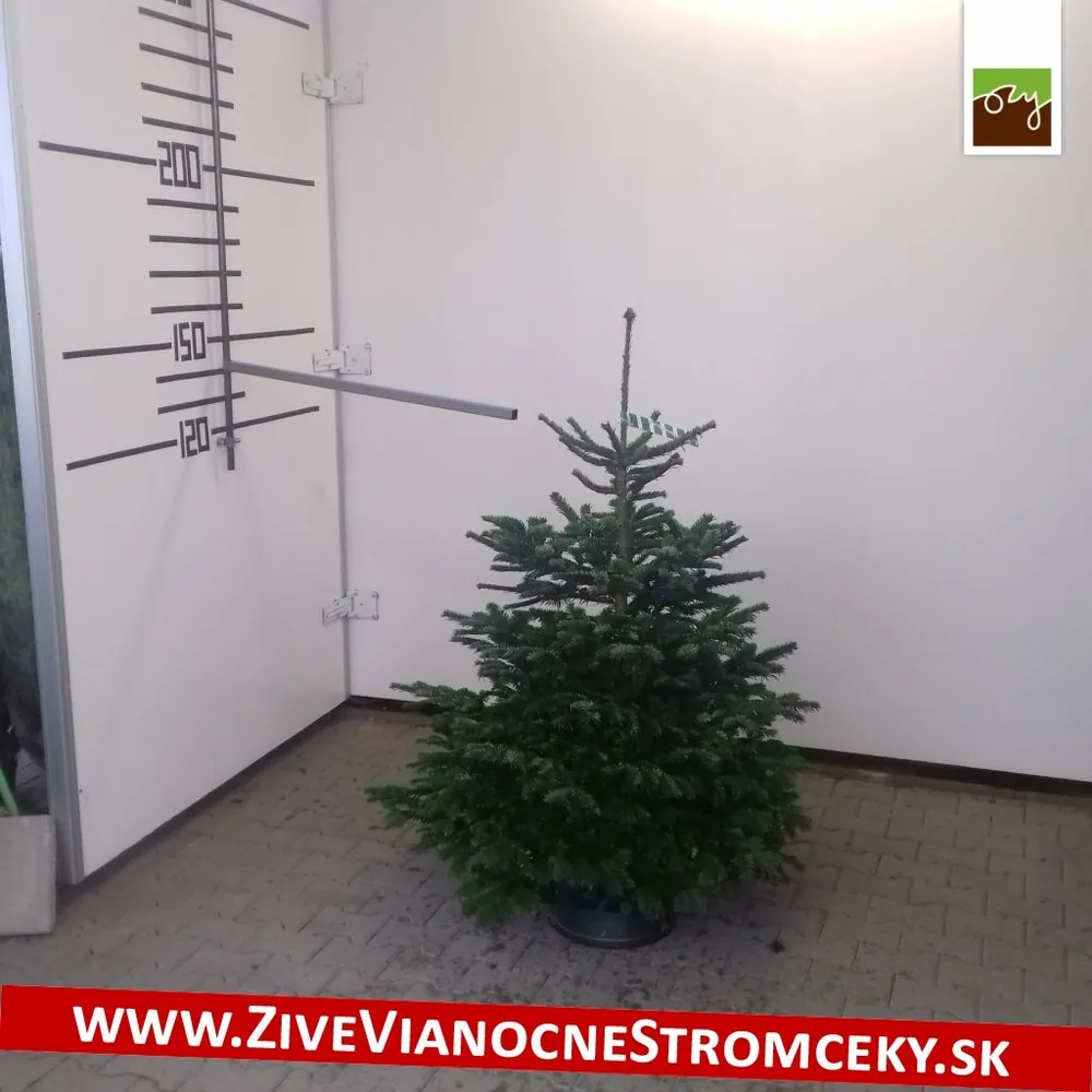 Živý vianočný stromček - Normandská Jedľa B-Kategórie výška 125 - 150cm