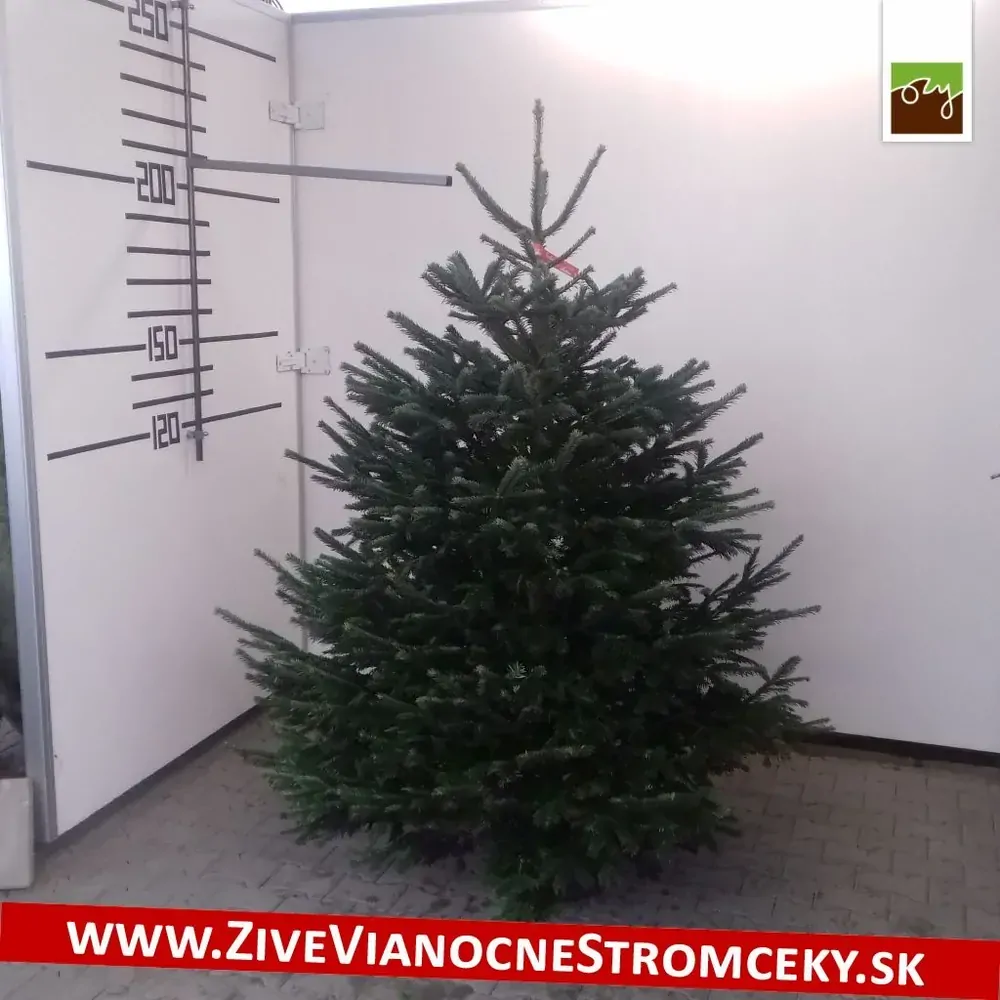 Živý vianočný stromček - Normandská Jedľa EXCLUSIVE výška 175 - 200cm