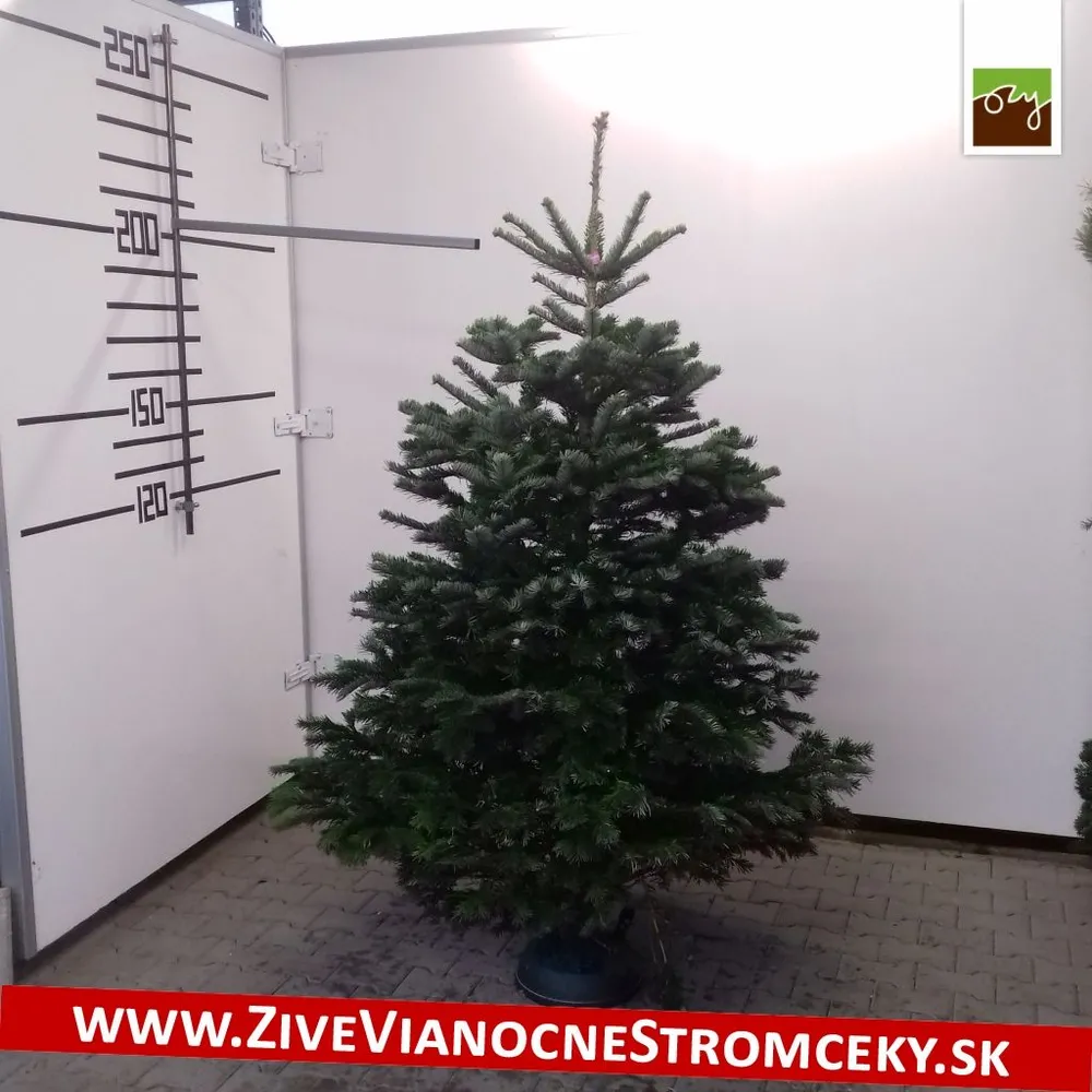 Živý vianočný stromček - Normandská Jedľa EXCLUSIVE výška 200 - 225cm