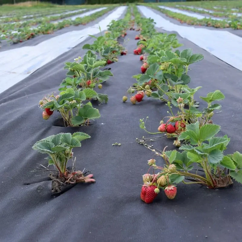 Netkaná textília čierna 50g/m2 | 1,6x100m | 160m2