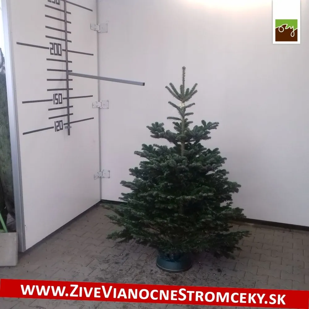 Živý vianočný stromček - Normandská Jedľa B-Kategórie výška 150 - 175cm