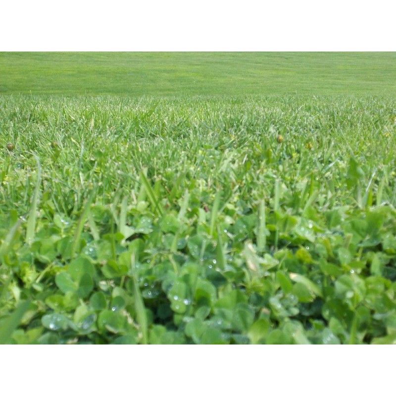 Trávna zmes DLF Turfline EasyGreen / EcoLawn | 40m2 | 1kg