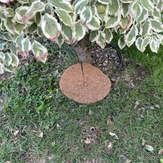 Kokosový kruh Ø25cm ochrana pre strom 800g/m2
