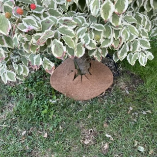Kokosový kruh Ø37cm ochrana pre strom 800g/m2