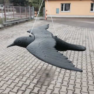Lietajúci Havran - plašič drobného vtáctva