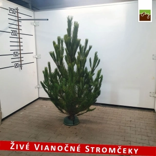 Živý vianočný stromček - Borovica čierna 210 - 250cm