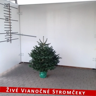 Živá vianočná jedľa pestovaná v kvetináči 125 - 150cm