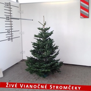 Živý vianočný stromček - Normandská Jedľa B-Kategórie výška 175 - 200cm