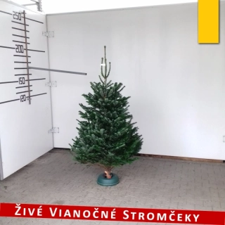Živý vianočný stromček - Normandská Jedľa A-Kategórie výška 150 - 175cm