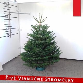 Živý vianočný stromček - Normandská Jedľa A-Kategórie výška 175 - 200cm