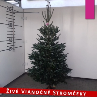 Živý vianočný stromček - Normandská Jedľa A-Kategórie výška 200 - 225cm