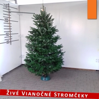 Živý vianočný stromček - Normandská Jedľa A-Kategórie výška 225 - 250cm