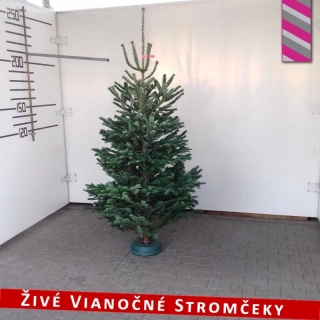 Živý vianočný stromček - Normandská Jedľa B-Kategórie výška 200 - 225cm