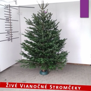 Živý vianočný stromček - Normandská Jedľa A-Kategórie výška 250 - 275cm