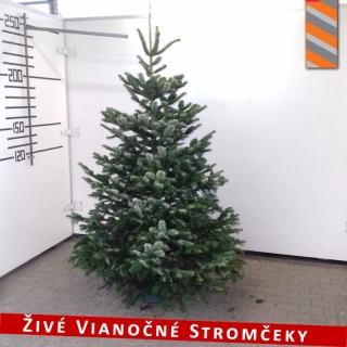 Živý vianočný stromček - Normandská Jedľa B-Kategórie výška 225 - 250cm
