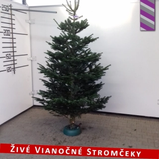 Živý vianočný stromček - Normandská Jedľa B-Kategórie výška 250 - 275cm