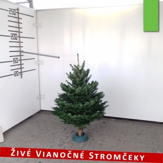 Živý vianočný stromček - Normandská Jedľa A-Kategórie výška 125 - 150cm