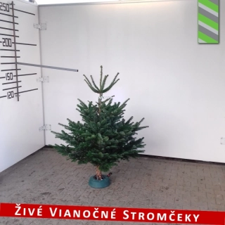 Živý vianočný stromček - Normandská Jedľa B-Kategórie výška 125 - 150cm