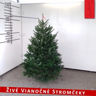Živý vianočný stromček - Normandská Jedľa EXCLUSIVE výška 175 - 200cm