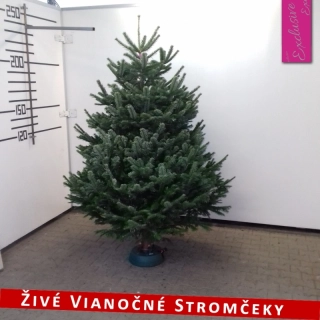 Živý vianočný stromček - Normandská Jedľa EXCLUSIVE výška 200 - 225cm