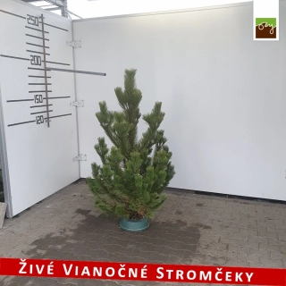 Živý vianočný stromček - Borovica čierna 150 - 180cm