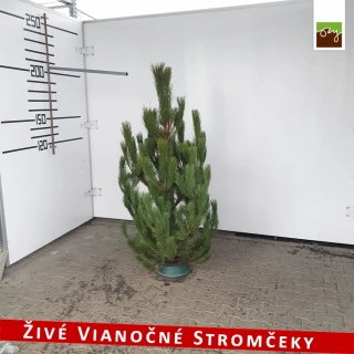Živý vianočný stromček - Borovica čierna 180 - 210cm