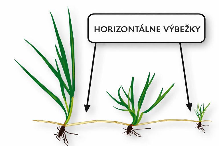 Technológia stolónov vytvárajúca odolný trávnik Barenbrug RPR Lawn