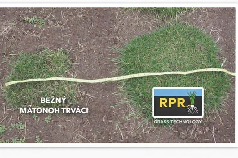 Porovnanie Barenbrug RPR Lawn trávnika s bežným mätonohom